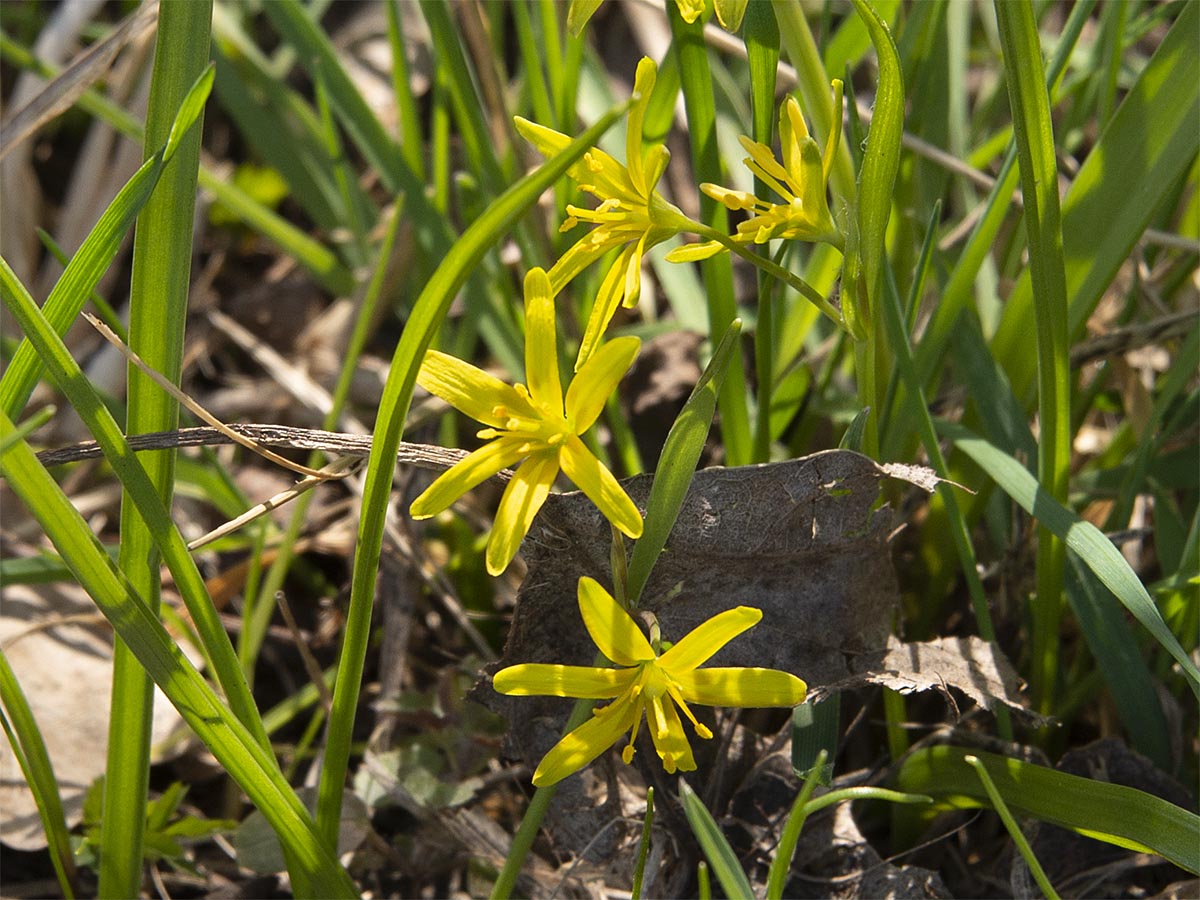 Gagea lutea